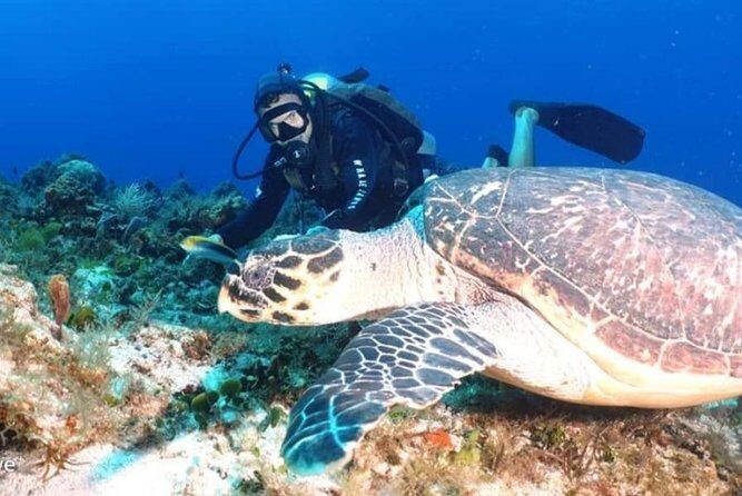 Aquatic Wonderland: Discover Meso's Magic" - What to Expect During the Dive