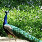 Aranjuez: Garden of The Prince Entry Ticket and Guided Tour - Final Thoughts