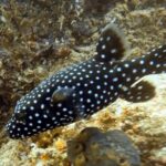 Arch Boat Tour and Snorkeling at Pelican Rock - The Value and Who Its Perfect For