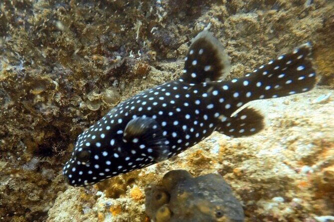 Arch Boat Tour and Snorkeling at Pelican Rock - The Value and Who Its Perfect For