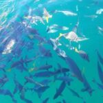 Arch Tour with Amazing Captain in Cabo San Lucas - Who Is This Tour Best For?