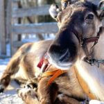 Arctic Animals Adventure with Lunch Buffet - What We Think About the Price