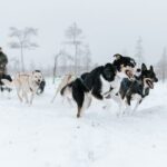 Arctic Huskies and Reindeers Fun in Rovaniemi - Authenticity and Atmosphere