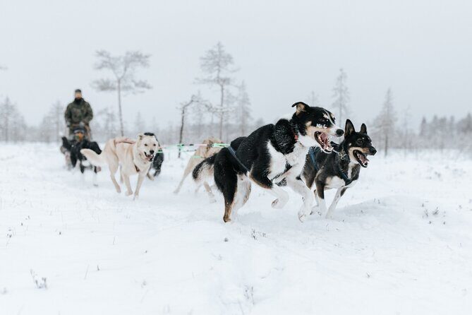 Arctic Huskies and Reindeers Fun in Rovaniemi - Authenticity and Atmosphere