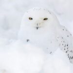 Arctic Polar Bear Adventure Afternoon Trip - A Detailed Look at the Arctic Polar Bear Adventure