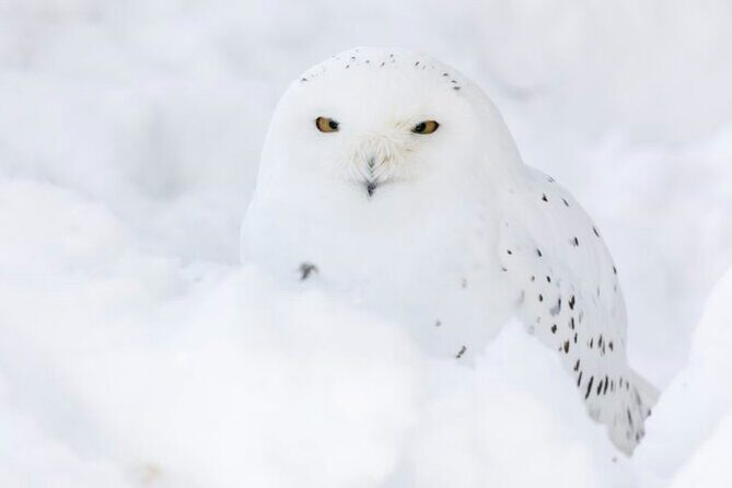 Arctic Polar Bear Adventure Afternoon Trip - A Detailed Look at the Arctic Polar Bear Adventure