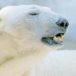 Arctic Wildlife  Private Ranua Zoo VIP Tour - Who Will Appreciate This Tour?