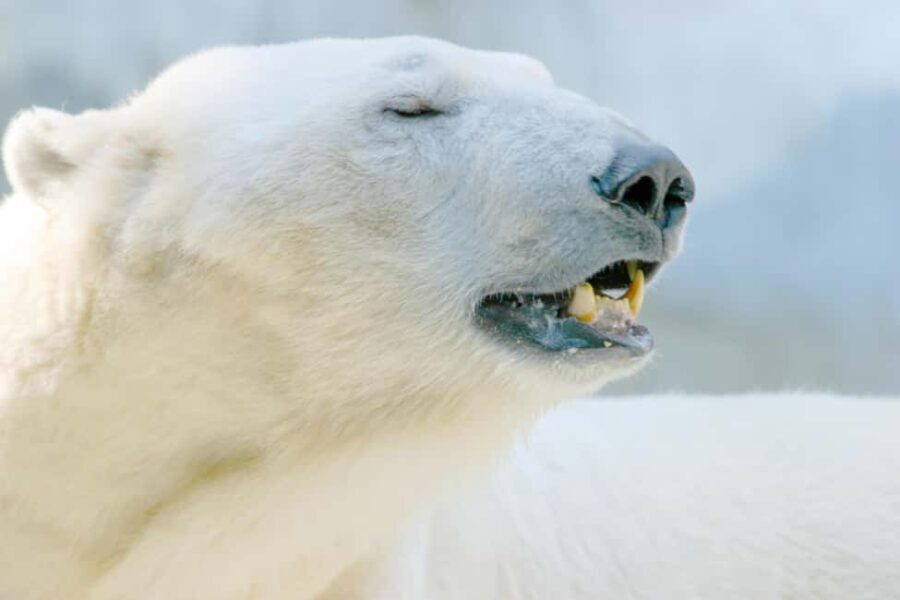 Arctic Wildlife  Private Ranua Zoo VIP Tour - Who Will Appreciate This Tour?