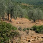 Arezzo: Guided sensory tasting of certified organic EVO oil - The Olive Grove and Vineyard Visit