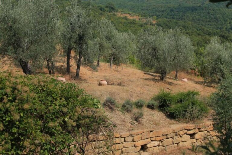 Arezzo: Guided sensory tasting of certified organic EVO oil - The Olive Grove and Vineyard Visit
