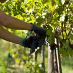 Arezzo: Val di Chiana Wine Tasting Experience - An In-Depth Look at the Val di Chiana Wine Tasting Tour