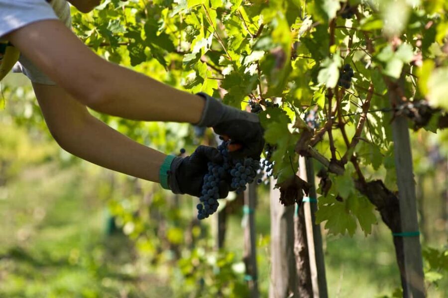 Arezzo: Val di Chiana Wine Tasting Experience - An In-Depth Look at the Val di Chiana Wine Tasting Tour