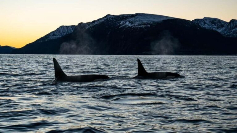 Arnøya: Whale Watching Safari - The Experience: A Closer Look