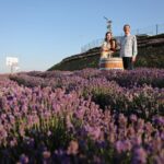 Aroma sampling of 5 Bulgarian Lavender varieties at DiVes Winery - The Value: Is It Worth It?