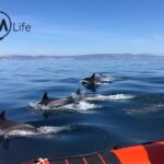 Arrábida - Sesimbra: Dolphin Watching - The Itinerary in Detail