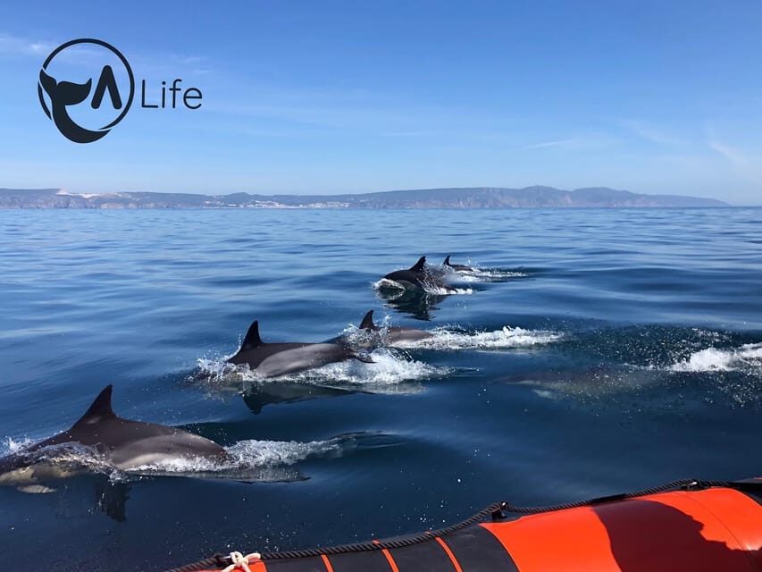 Arrábida - Sesimbra: Dolphin Watching - The Itinerary in Detail