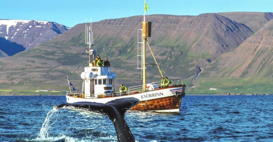 Árskógssandur: Whale-Watching Boat Trip - The Value of This Tour