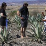 Artisanal Mezcal distillery in an authentic Zapotec village - Analyzing the Price and Value