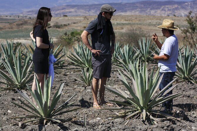 Artisanal Mezcal distillery in an authentic Zapotec village - Analyzing the Price and Value