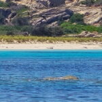 Asinara by Boat: Half-Day Morning Tour among crystal clear waters - The Value of the Experience