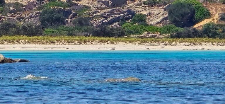 Asinara by Boat: Half-Day Morning Tour among crystal clear waters - The Value of the Experience