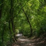 Assisi: Bosco di San Francesco Entry Ticket - The Land Art and Its Significance