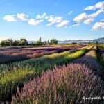 Assisi Rental Vespa '150cc - full day - The Vespa Rental Package