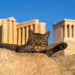 Athens: Acropolis Guided Tour with Skip-The-Line Tickets - Who This Tour Is Perfect For