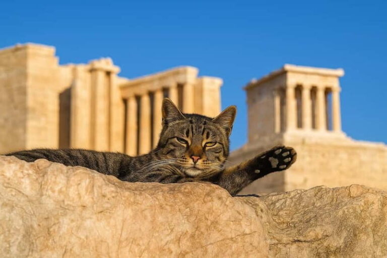 Athens: Acropolis Guided Tour with Skip-The-Line Tickets - Who This Tour Is Perfect For