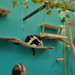 Athens: Cat Cafe Visit with Drink and Sweet - What Is the Cat Café Athens Experience Really Like?