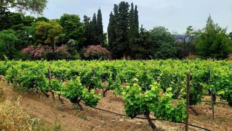 Athens Wine Experience & Sunset Escape - Considerations Before Booking