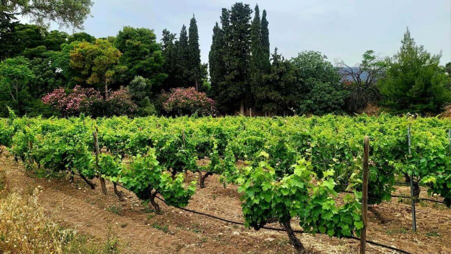 Athens Wine Experience & Sunset Escape - Considerations Before Booking