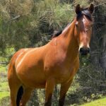 ATV Ranch ride Big Island Hawaii - The ATV Experience and the Land