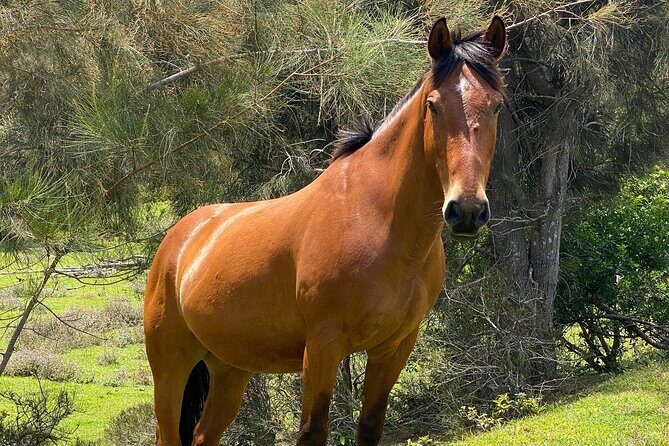 ATV Ranch ride Big Island Hawaii - The ATV Experience and the Land