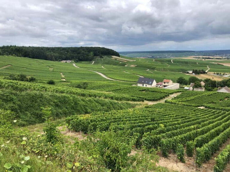 Authentic Champagne Tour: 3 vineyards, 10 Tastings & Lunch - Who Is This Tour Perfect For?