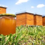 Authentic Kefalonia: Honey, OliveOil & Farm-to-Table Cooking - The Value of This Experience