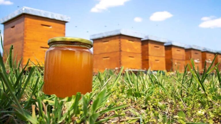 Authentic Kefalonia: Honey, OliveOil & Farm-to-Table Cooking - The Value of This Experience