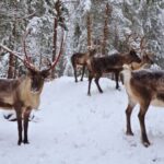 Authentic Reindeer Experience with Private Transportation - The Value of This Tour