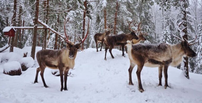 Authentic Reindeer Experience with Private Transportation - The Value of This Tour