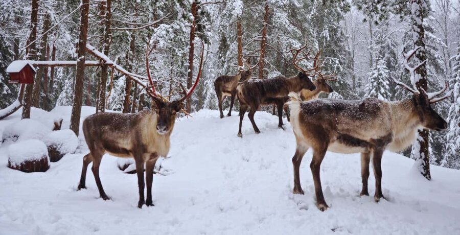 Authentic Reindeer Experience with Private Transportation - The Value of This Tour
