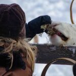 Authentic Reindeer Farm Experience in Rovaniemi - The Sleigh Driving Trial