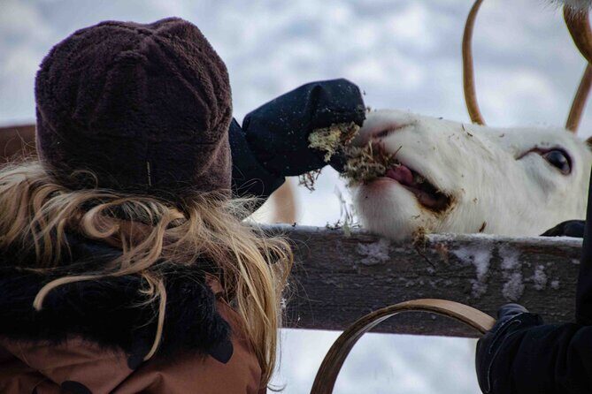 Authentic Reindeer Farm Experience in Rovaniemi - The Sleigh Driving Trial