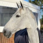 Aveiro: Horseback Riding at a Pedagogical Farm - Who Is This Tour Best For?