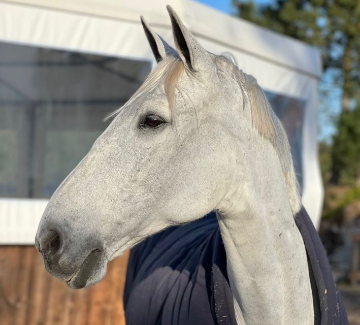Aveiro: Horseback Riding at a Pedagogical Farm - Who Is This Tour Best For?