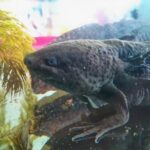 Axolotl Tour from CDMX - Final Thoughts