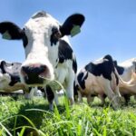 Azores: Day at the Farm with Traditional Lunch - The Value of This Tour