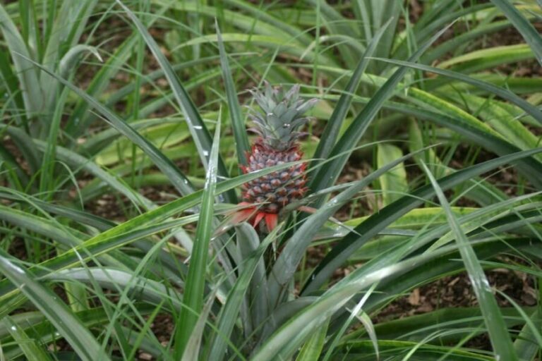 Azores Guided Tour to Volcano and Crater of Sete Cidades - What You’ll Actually Experience