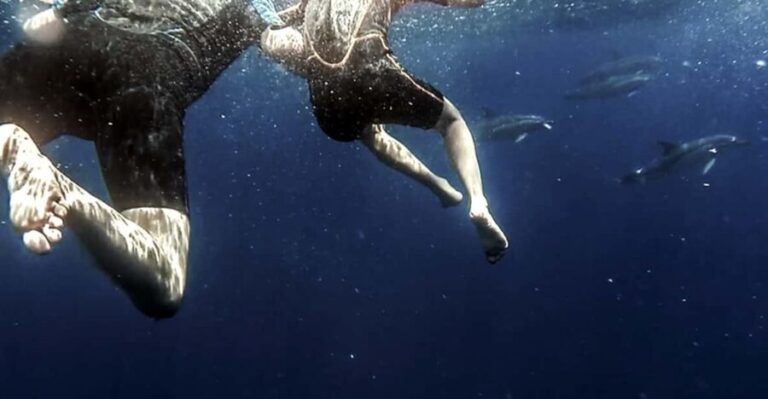 Azores: Swim with Dolphins Atlantic Experience - Who Is This Tour Best Suited For?