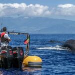 Azores: Whale Watching & Islet Boat Tour w/ Marine Biologist - The Value of the Tour