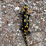 Bad Goisern: Caving & Scenic Hiking Adventure - Who Is This Tour Best For?